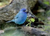 Indigo Bunting