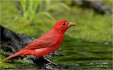 Summer Tanager