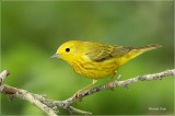 Yellow Warbler