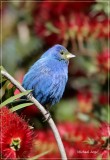 Indigo Bunting