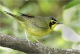 Kentucky Warbler