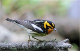 Blackburnian Warbler