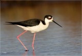 Black-necked Stilt