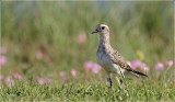 American Golden Plover 2.