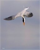 Royal Tern 