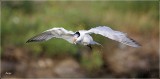 Royal Tern 