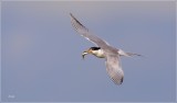 Foresters Tern 