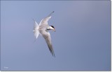 Foresters Tern 