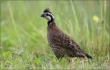 Northern Bobwhite