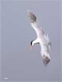 Royal Tern 9