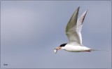 Foresters Tern 