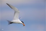 Royal Tern 8