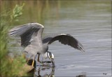 Yellow-crowned Night Heron 6.JPG