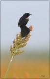 Red-winged Blackbird