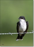 Eastern Kingbird