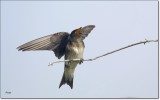 Purple Martin