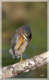 Green Heron