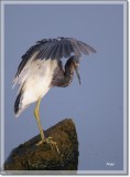 Tri-colored Heron 