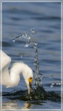 Snowy Egret 