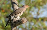 Northern Flicker