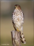 Coopers Hawk 