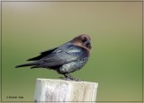 Brown-headed Cowbird.