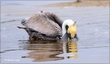 Brown Pelican