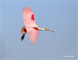 Roseate Spoonbill