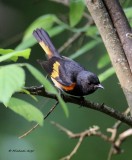 American Redstart