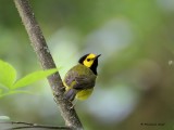 Hooded Warbler.