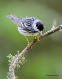 Blackpoll Warbler 