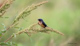 Barn Swallow 