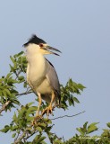 Black-crowned Night Heron.