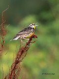 Meadowlark.