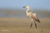 Reddish Egret 