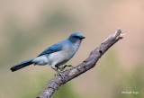 Mexican Jay