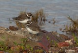 Semi-palmated Plovers.jpg