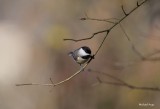 Carolina Chickadee.jpg