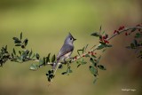 Tufted Titmouse 2.jpg