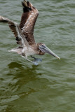 Pelican