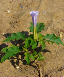 Jimsonweed