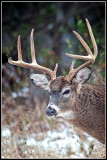 Virginia White-tailed Deer