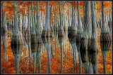 Fall Cypress Trees (Taxodium distichum)