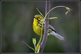 Prairie Warbler (Dendroica discolor)