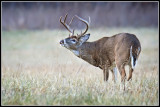 Virginia White-tailed Deer (Odocoileus virginianus)