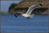 Mew Gull (Larus canus)