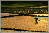 Rice Planting, Binh Dinh Pro., RVN, 1971