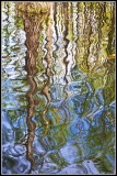 Cypress Pond Abstract