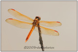 Golden-winged Skimmer Dragonfly (Libellula auripennis)