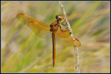 Golden-winged Skimmer Dragonfly (Libellula auripennis)